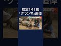 推定141歳のガラパゴスゾウガメ「グランマ」死ぬ　アメリカ・サンディエゴ動物園　#shorts