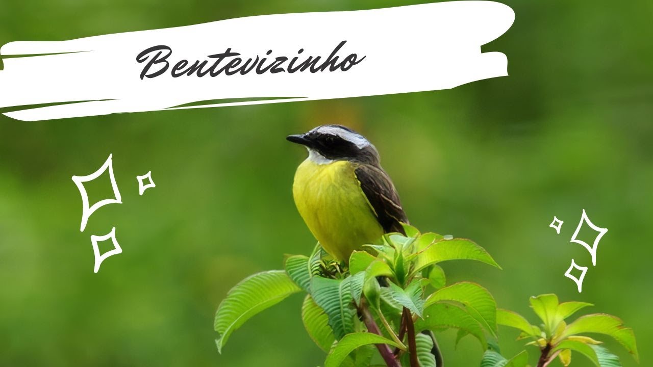 Bentevizinho - Myiozetetes similis - Social Flycatcher