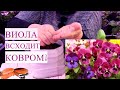 ВИОЛА ВЗОЙДЕТ СПЛОШНЫМ КОВРОМ! КАК ПРАВИЛЬНО ПОСЕЯТЬ СЕМЕНА ВИОЛЫ. ПОСЕВ ВИОЛЫ.