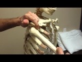 Shoulder Biomechanics part 1 (humerus)