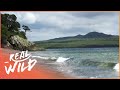 The Incredible Natural Wonders Of New Zealand | Wild Coasts | Real Wild