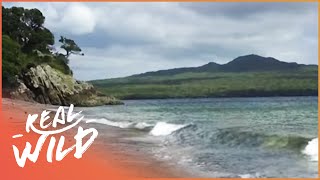 The Incredible Natural Wonders Of New Zealand | Wild Coasts | Real Wild