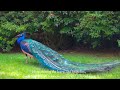 Beautiful birds ans birds song in the deep forest