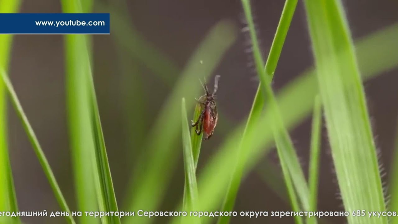 Клещи не дремлют. В Серовском городском округе зарегистрировано 685 укусов клещей