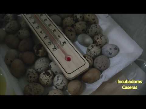 Vídeo: Augment De La Producció D’ous En Gallines A L’hivern