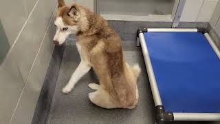 acs A674488
