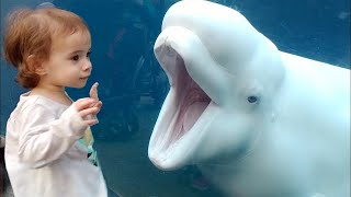 crianças bebê tubarão Doo Doo em Aquário - Funniest Home Videos 2021