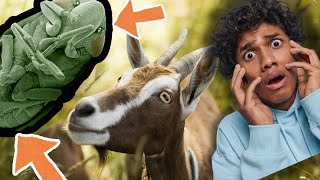 Goat Lice Treatment  Why You've Been Doing it WRONG!