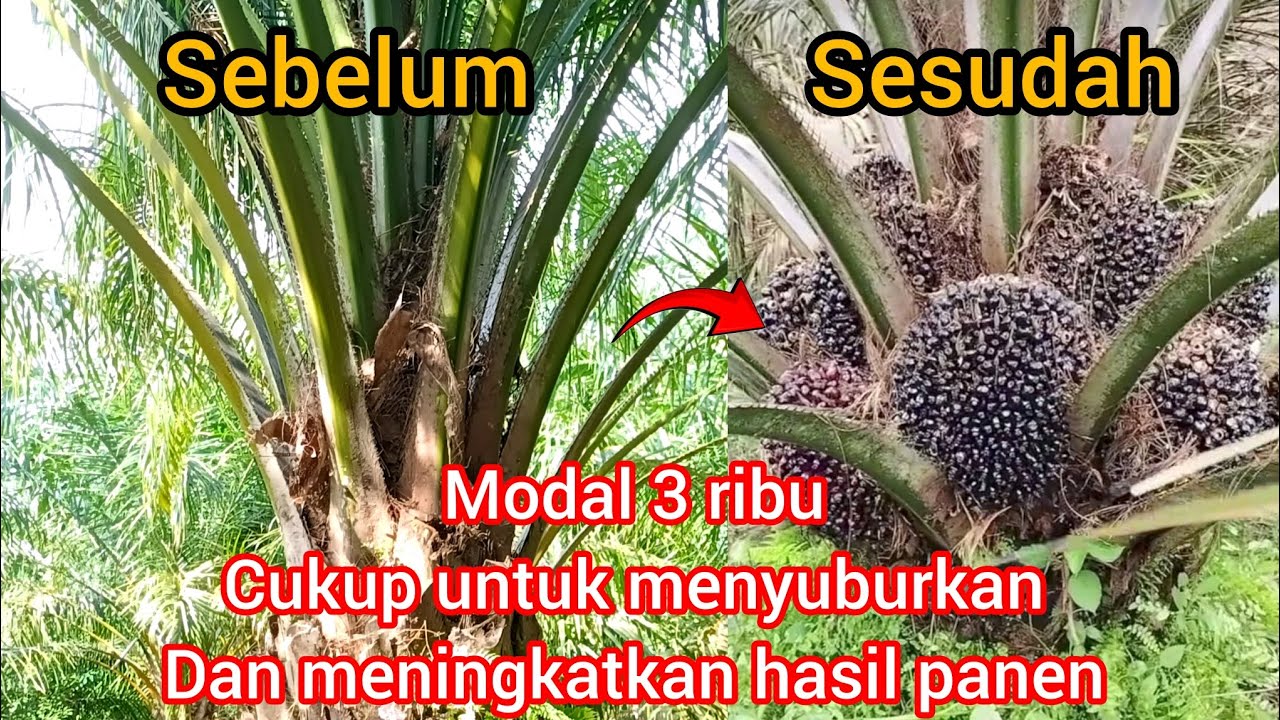 Modal 3 ribu aja udah cukup meningkatkan hasil panen buah kelapa sawit ...