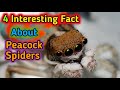 4 Interesting Fact About Peacock Spiders | #shorts