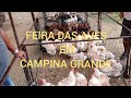 🐔🦃 $$ FEIRA DAS AVES EM CAMPINA GRANDE-PB CONFIRA!