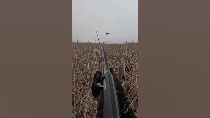 Cackling WILD Roosters!! #shorts #pheasants #hunting #pheasanthunting #rooster #uplandbirdhunting