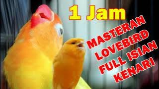 1 JAM MASTERAN LOVEBIRD FULL ISIAN KENARI