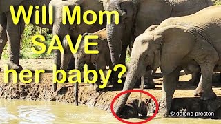Baby elephant falls in water hole in Kruger National Park - can Mom rescue it??
