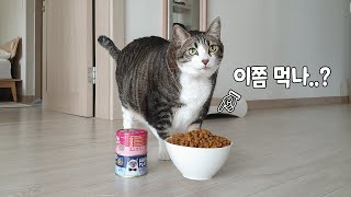 10kg 고양이는 하루에 얼마나 먹을까?
