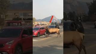 Scariest Elk Encounters #shorts
