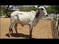 Vacas Lecheras Plus y Guzerat-El Salvador en el Campo