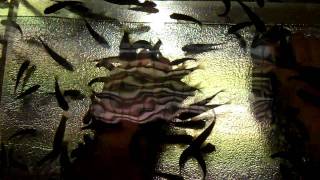 Fish Pedicure With Garra Rufa Fish Fish Spa Treatment