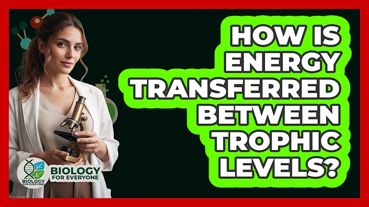 How Is Energy Transferred Between Trophic Levels?
