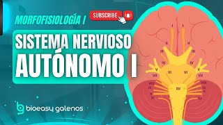 SISTEMA NERVIOSO AUTÓNOMO: Anatomía funcional y Química