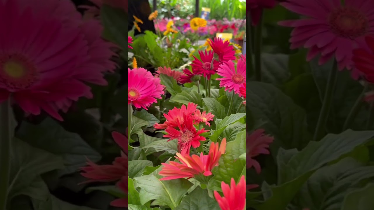 lovely gerbera daisy flowers 