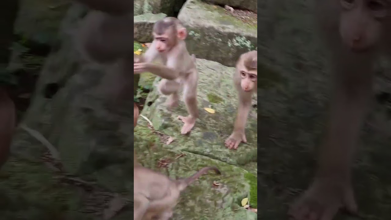 Monkey funny video 