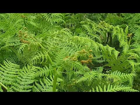 Video: Në pteridium mejoza zhvillohet në kohën e?