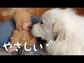 【すごい！】泣いてる生後8ヶ月の妹を秒で笑顔にする超大型犬がこちらです｜グレートピレニーズ