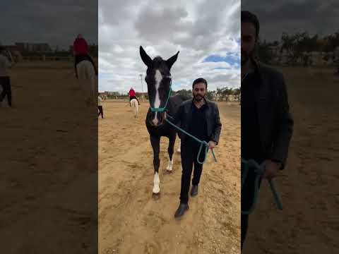 تغذية الخيل ٦٠شو مع الدكتور حاتم ستين