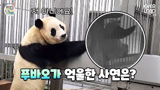 [ENG] (단독입수) 고구마 장인 푸바오 현장검거│#판다와쏭 #91