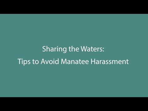 Sharing the Waters: Tips to Avoid Manatee Harassment