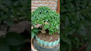 Download Mp3 Pruning buka ruang dimensi Bonsai Sancang#shorts Gudang lagu Download Mp3 Pruning buka ruang dimensi Bonsai Sancang#shorts