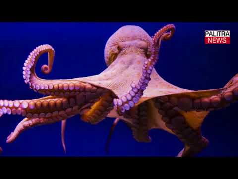 3 ფაქტი - იცოდით, რომ რვაფეხას სამი გული აქვს?