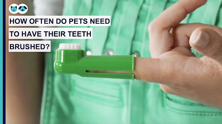 How Often Do Pets Need to Have Their Teeth Brushed...