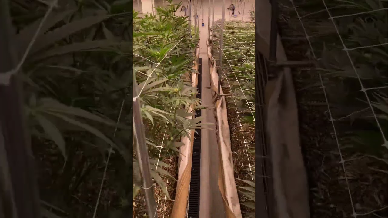 Indoor No Till Living Soil 