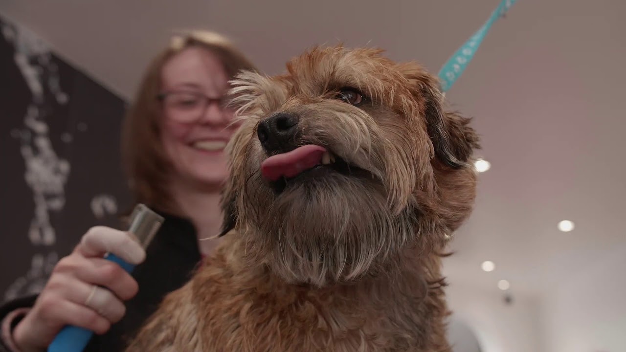 Wiry Dog Breed Grooming Guide YouTube