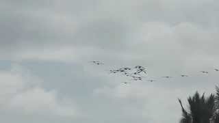 Flock of PELICANS flying in a V formation! (Playa Hermosa, Costa Rica)