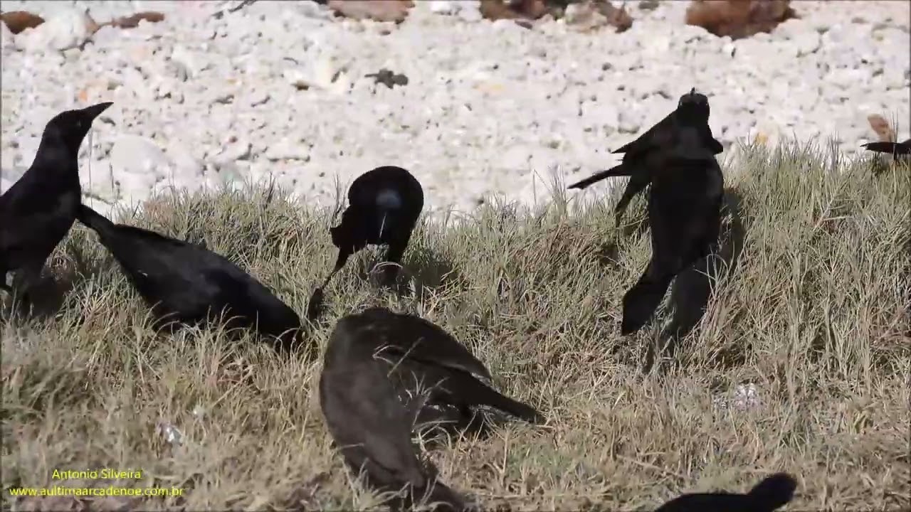 Carib Grackle (Quiscalus lugubris) Aruba by Antonio Silveira.