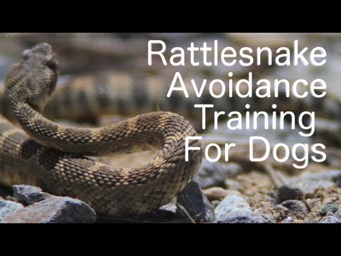 Video: Selengkapnya Tentang Rattlesnake And Dogs - Pelatihan Penghindaran Rattlesnake Untuk Anjing