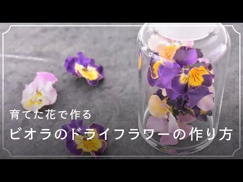 育てた花で作ってみない ビオラのドライフラワーの作り方 Lovegreen ラブグリーン