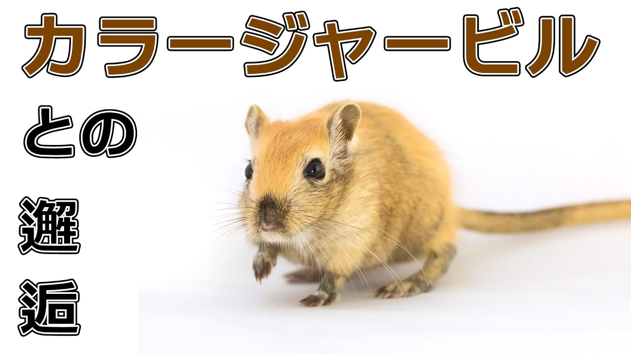 飼育記録 カラージャービルを買い始めた話 スナネズミ Youtube