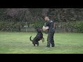 #1349 Rottweiler DVG America IGP CH qualifying trial - protection IGP3 - Jefe v Tonatiuh, IGP3, BH