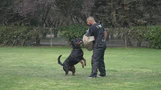 #1349 Rottweiler DVG America IGP CH qualifying trial  protection IGP3  Jefe v Tonatiuh, IGP3, BH