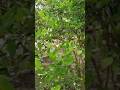 করমজা #youtubeshorts #viralvideo #love #talk
