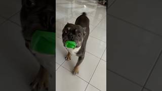 #environmentfriendly #plasticbottle #compactor  #frenchbulldog #frenchie #westbrook #kalakaDOGGiE