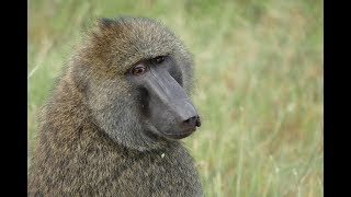 видео: Serengeti лучший парк СУРОВОЙ ТАНЗАНИИ рекомендую ДЕНЬ-9 ч 1 картинка: Serengeti лучший парк СУРОВОЙ ТАНЗАНИИ рекомендую ДЕНЬ-9 ч 1