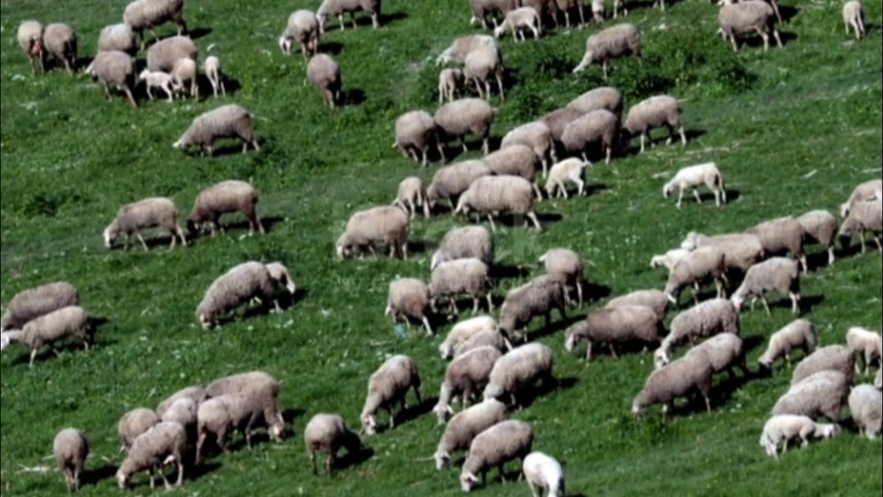 gembala puluhan Hewan ternak siap merumput melewati bebatuan