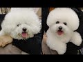 My Puppy Found Her Eyes back!✂️❤️🐶[Before vs. After]