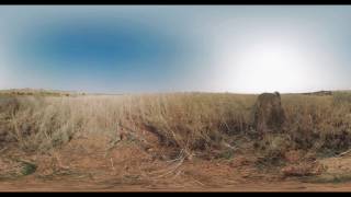 Lion's Last Stand 360 Video