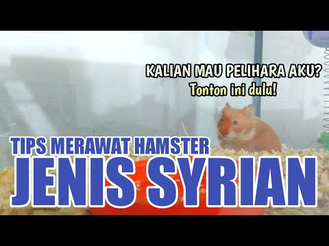 Video: Cara Merawat Hamster Syria